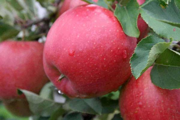 Лучшие сорта яблонь для сибири