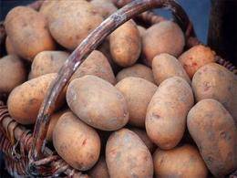 Лучшие сорта картофеля для черноземья, Удмуртии, Чувашии, Татарстана
