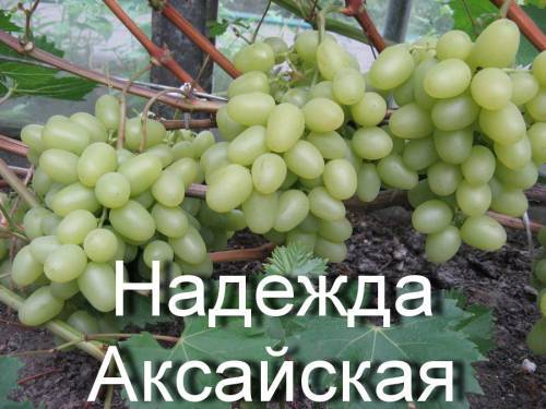 Сорт винограда надежда аксайская: правила ухода