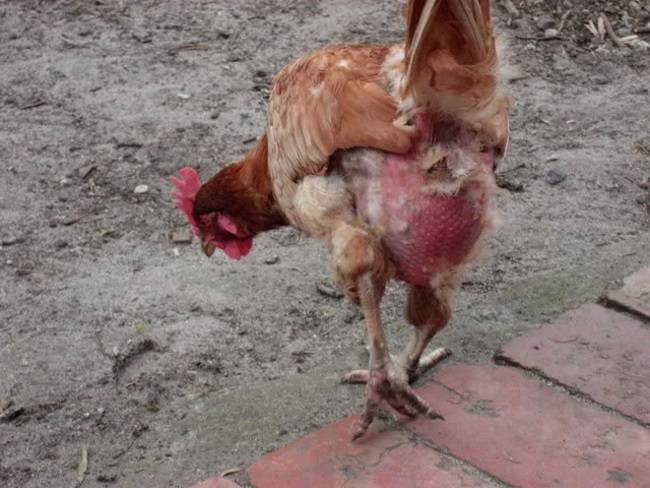 Почему у кур выпадают перья на спине: советы ветеринара
