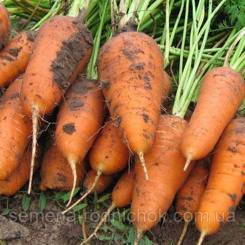 Чем хороша морковь шантене