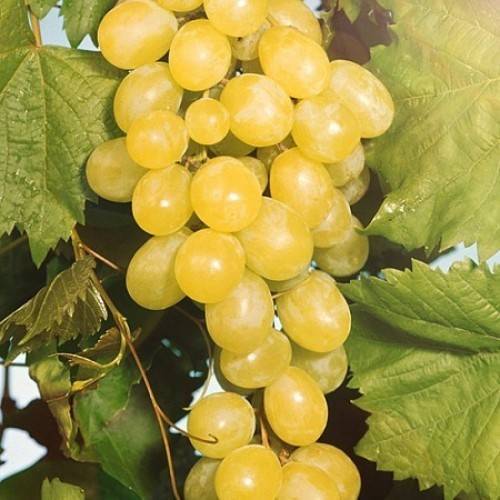 Неприхотливый и очень сладкий — виноград «алешенькин дар»