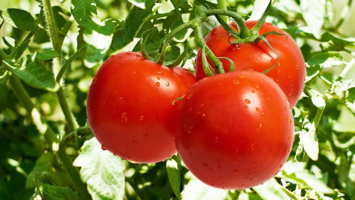 Севооборот томатов или после чего можно сажать помидоры на следующий год?