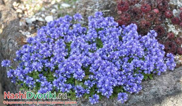 Растения для альпийской горки с названиями и фото
