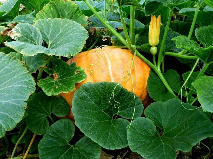 Как сажать тыкву и выращивания в открытом грунте: сроки высадки сортового овоща