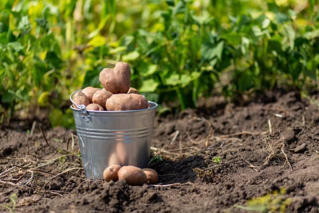 Нормы посадки картофеля на сотку