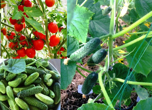 Помидоры и огурцы – в одной теплице: как сажать рассаду и поливать. можно ли сажать в теплицу огурцы и помидоры вместе
