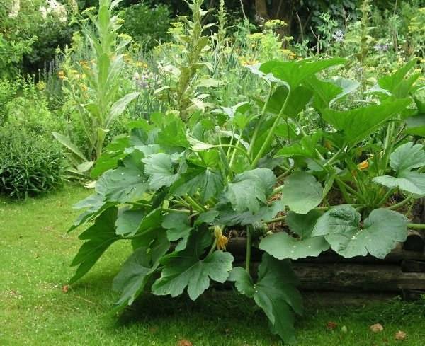 Что посадить рядом с грядкой капусты для ее защиты от вредителей и болезней