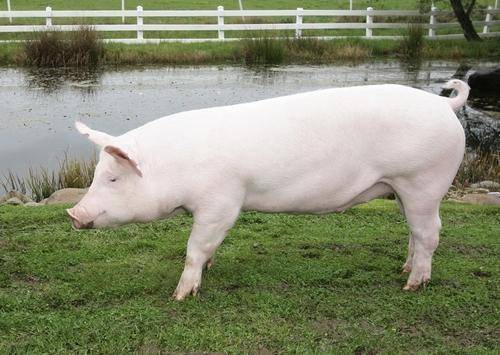 Крупная белая порода свиней