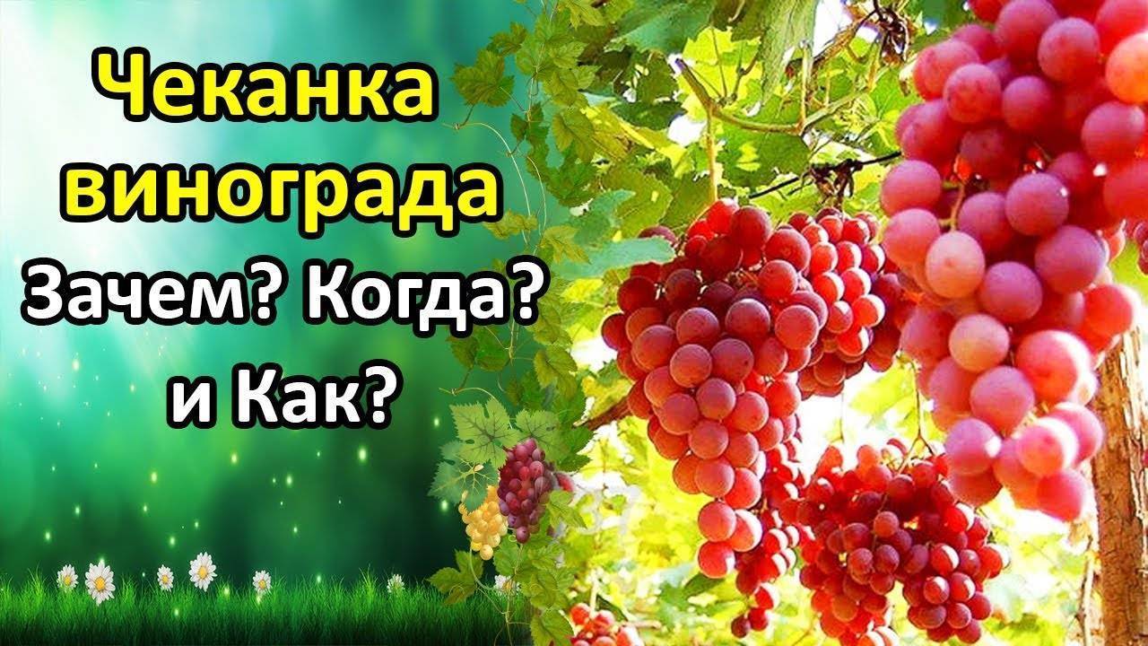 Почему осыпается виноград в августе. почему осыпается завязь винограда? что делать? почему ягоды мелкие
