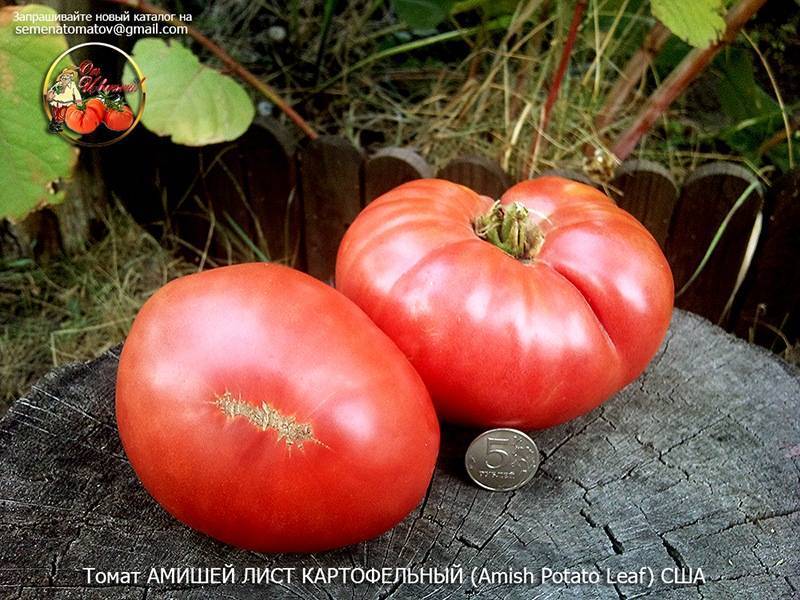 Названия сортов картошки для длительного хранения зимой