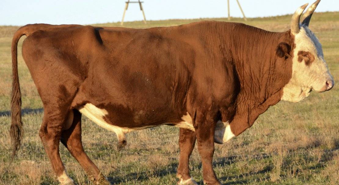 О калмыцкой породе коров и быков: описание и характеристики, содержание, уход