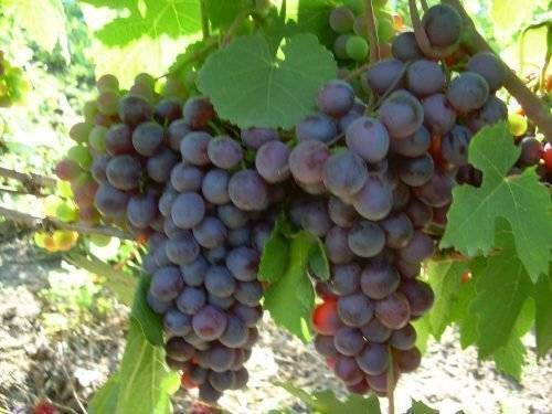 Виноград фиолетовый ранний: описание сорта, характеристики и особенности выращивания, фото