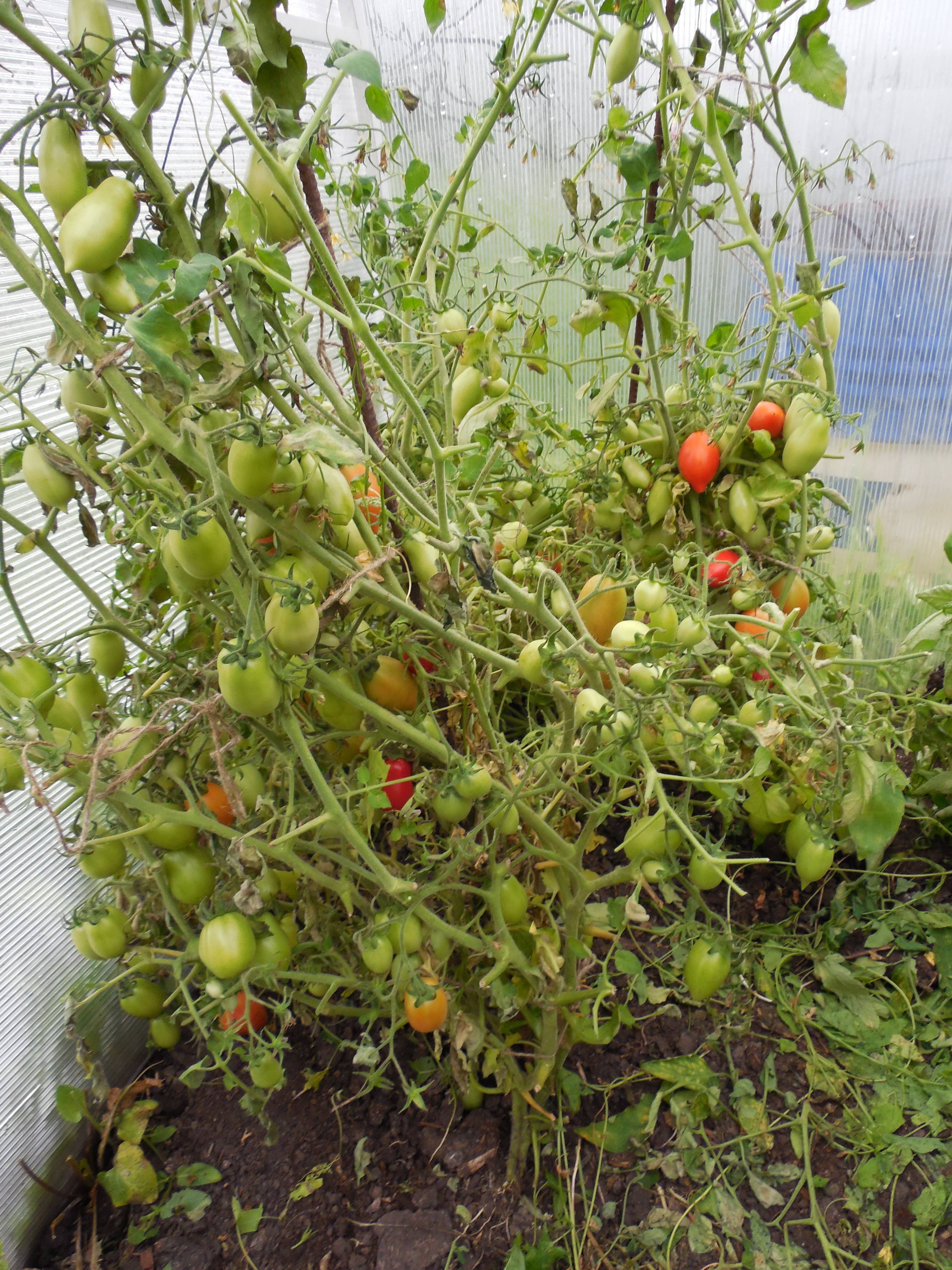 Сорт томата «ракета»: описание, характеристика, посев на рассаду, подкормка, урожайность, фото, видео и самые распространенные болезни томатов
