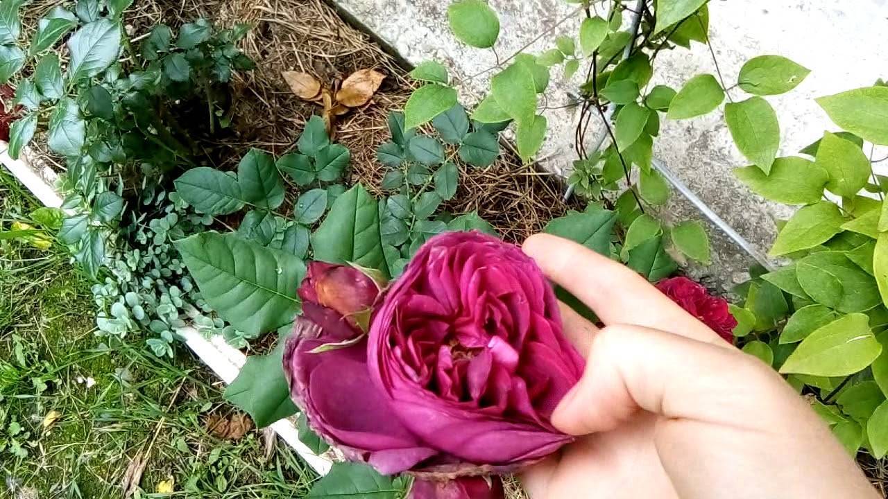 Мускусные розы - выращивание: от посадки до ухода