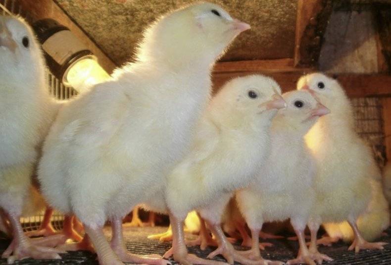 Применение метронидазола для цыплят и кур