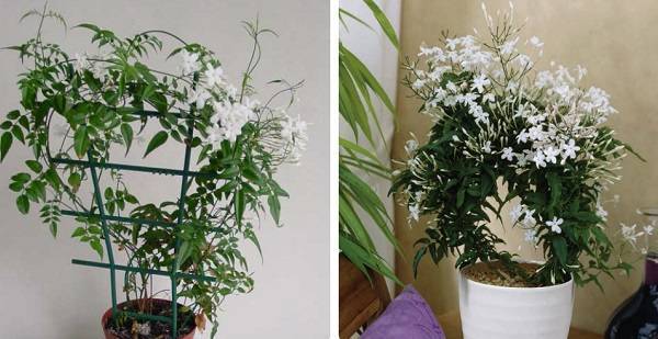Уход за комнатным жасмином в домашних условиях: сколько цветет, как размножить
