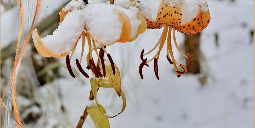 Как сохранить лилии зимой: способы, правила и условия хранения луковиц