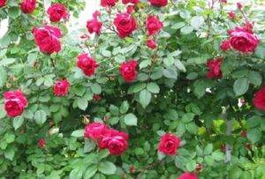 Парковые розы для подмосковья: выбираем лучшие сорта