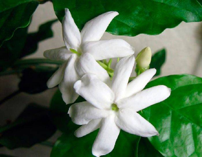Уход за комнатным жасмином самбаком в домашних условиях: как растить арабский цветок