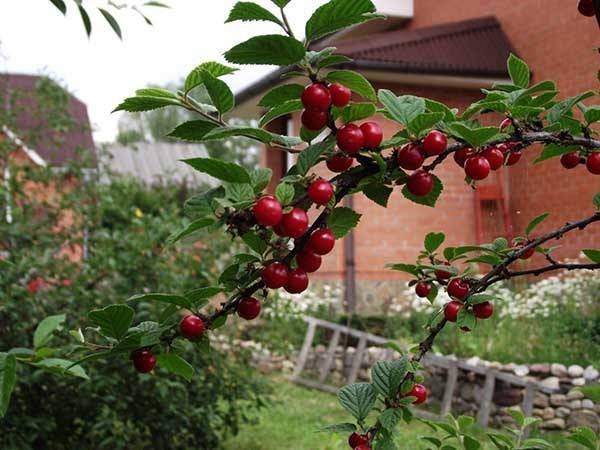 Посадка вишни весной и осенью: как сажать дерево правильно, выбор саженца для тёплых и холодных регионов, почему посадить надо вовремя