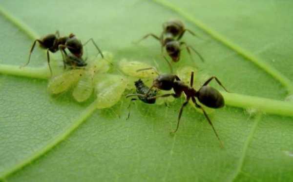 Как избавиться от муравьев в саду и дома