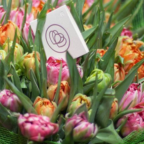 Популярные виды и сорта тюльпанов фото, цветение и описание цветка, особенности выращивания и ухода