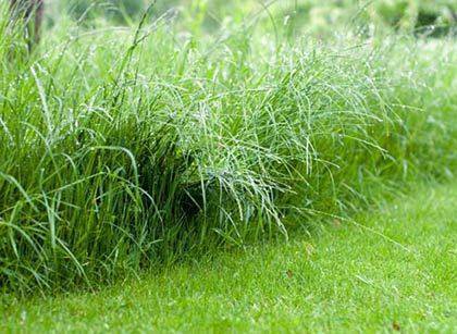 Газонные травы фото, сорта, названия и описание