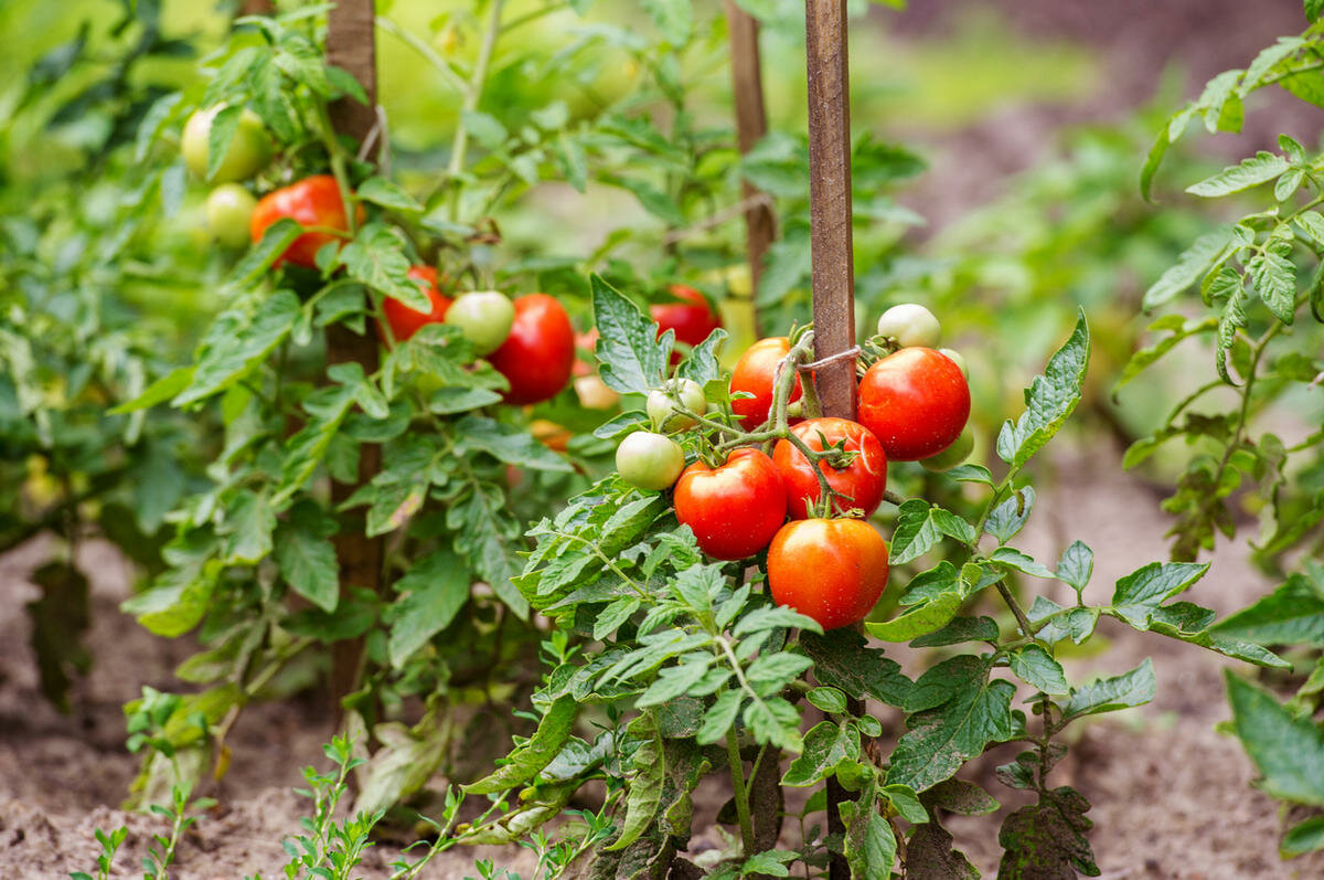Какую почву любит помидор – структура, кислотность, плодородность