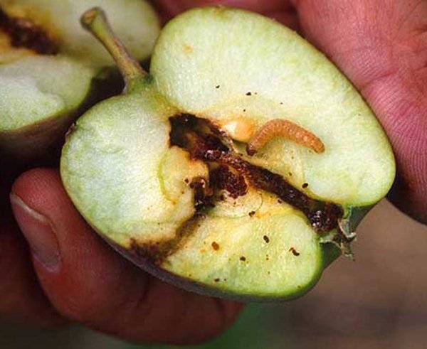 Плодожорка на яблоне: методы борьбы с червями, гусеницами, паутиной