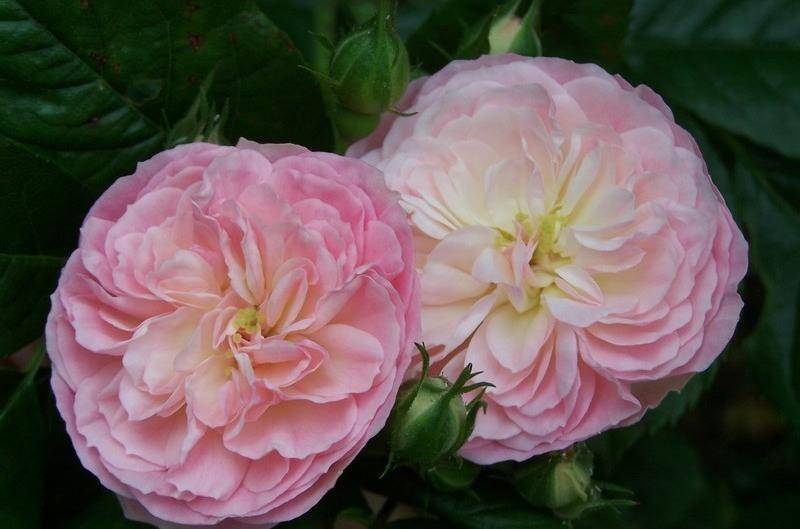 Описание розы флорибунда кимоно: что за сортовое растение, выращивание и уход
