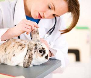 О геморрагической болезни кроликов: симптомы вирусной ВГБК, лечение чумки
