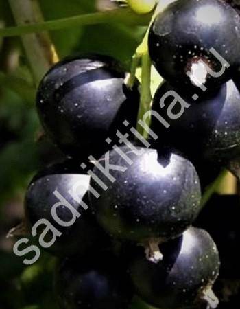Урожайные сорта черной смородины с наиболее вкусными и крупными ягодами, как сажать и выращивать кусты