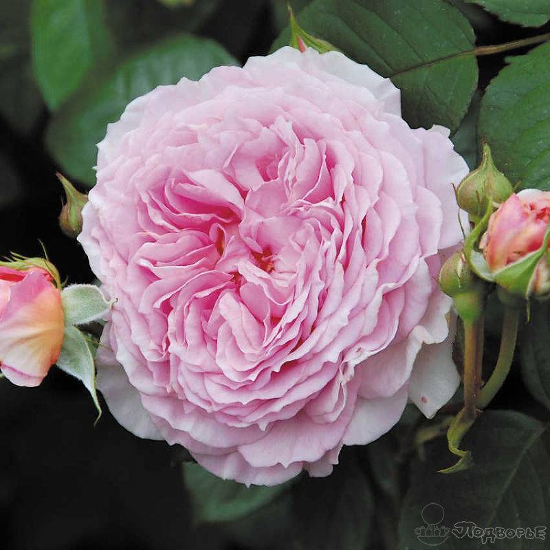 Розы ленса: мускусные розы — сорта с фото и описанием