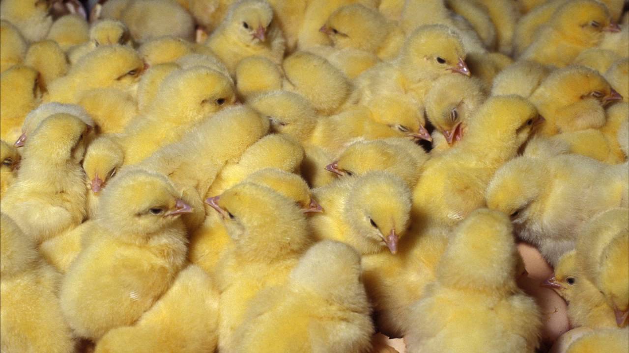 Бройлер cobb 500 (29 фото): описание породы, таблица веса цыплят по дням. режим инкубации. отзывы владельцев
