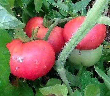 Сорта розовых томатов