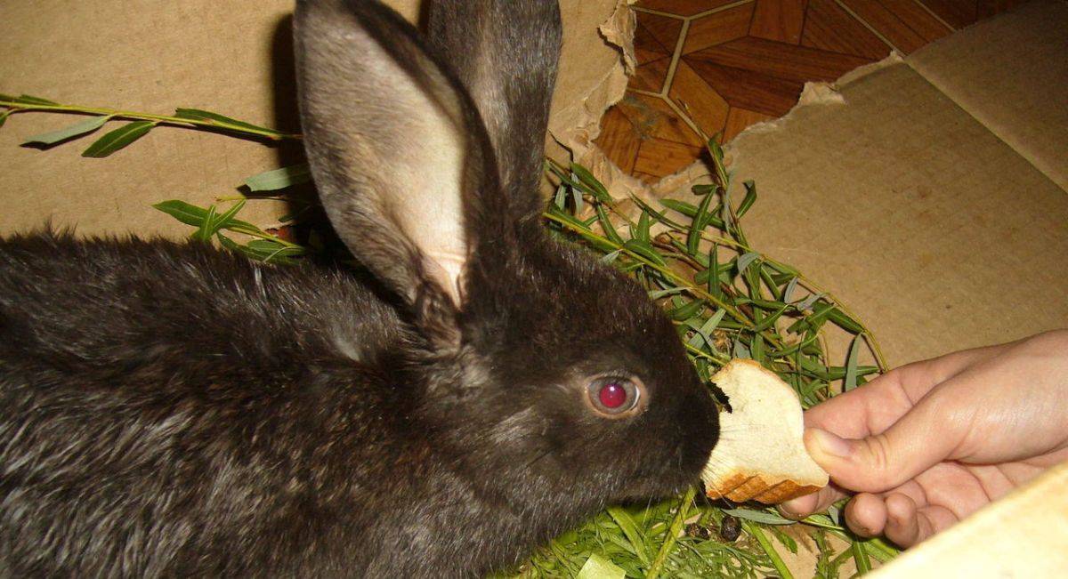 Можно ли кормить кроликов рисом