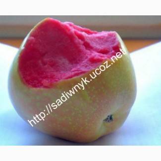 Зимостойкие сорта яблок отечественной и зарубежной селекции, самые вкусные и популярные