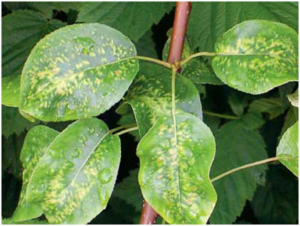 Груши болезни на листьях. признаки и методы лечения заболеваний плодов