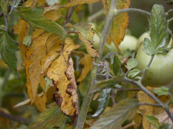 Как определить чего не хватает томатам по цвету листьев — признаки недостатка или избытка минералов и микроэлементов (75 фото)