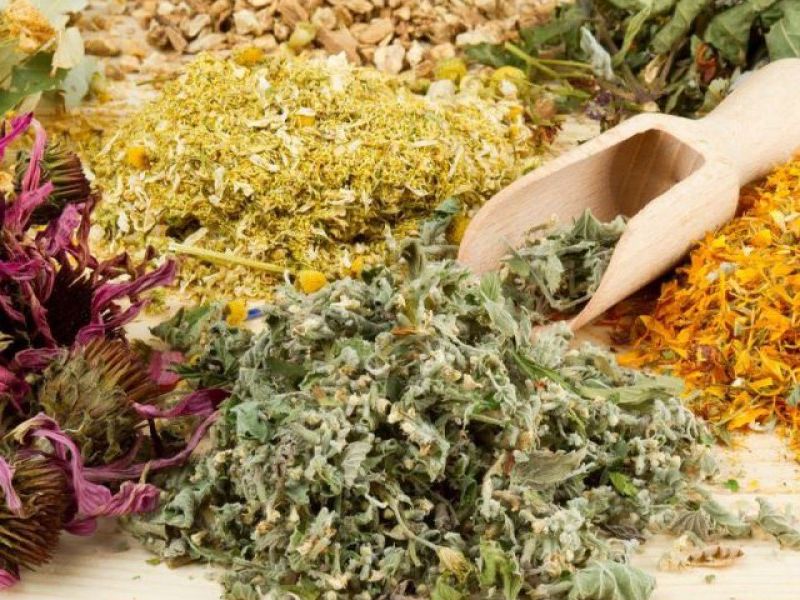 Полезные лекарственные растения: фото, названия и описание, какие есть многолетние лекарственные травы