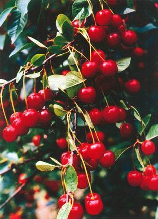 Войлочная вишня — выращивание и уход, посадка, обрезка, фото