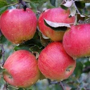 Слаборослая и иммунная к парше яблоня поспех