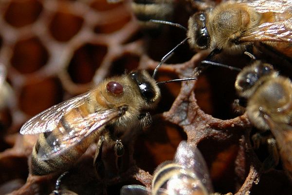 Меры борьбы с варроатозом пчел