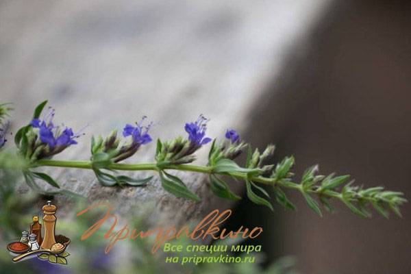 Иссоп: описание с фото, полезные свойства и противопоказания средиземноморского растения
