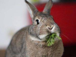 Чем и как правильно кормить кроликов?