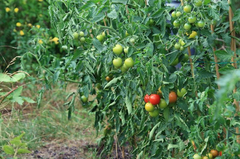 Формирование томатов: 5 наилучших способов