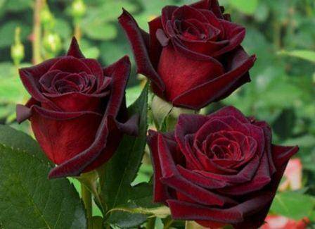 Роза чайно-гибридная black magic - описание сорта, секреты агротехники | о розе