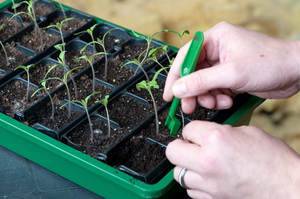 Выращивание рассады капусты в 2020: сроки посадки