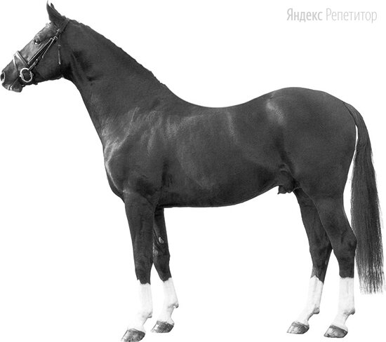 Ганноверская порода лошадей: фото, отзывы, описание